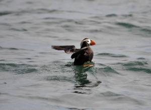 Contributed photo/SeaDoc Society                                Tufted puffins are known for their bright orange bill.