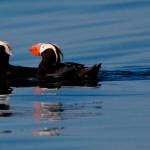 Peter Davis/U.S. Fish and Wildlife Service                                <em>Tufted puffins are easiliy identifiable thanks to their bright orange beaks.</em>