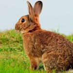 Deadly rabbit disease inches toward the San Juan Islands