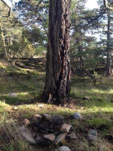Preparing for wildfire season