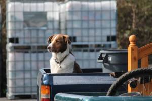 2019 ‘Dogs of the Dump’ calendar