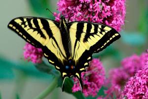 Winged whispers | Poem