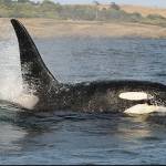 Contributed photo/Dave Ellifrit, Center for Whale Research                                Left: L92 was last seen in by researchers for the Center for Whale Research in November 2017.