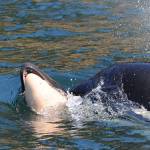 Southern resident orca loses calf shortly after birth