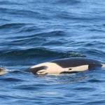 Contributed photo/Dave Ellifrit, Center for Whale Research. J35s calf was female.
