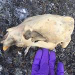 Bear remains found on Matia Island