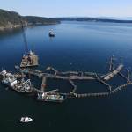 Atlantic salmon introduce disease to native salmon