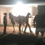 Orcas families frustrated with WSF | 18 vehicles with livestock left in Friday Harbor