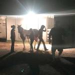 Contributed photo/Angela Douglas Some of the fair participants unloading their horses around midnight.