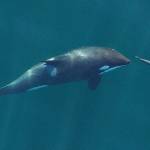 Task force to save orcas meets in Anacortes