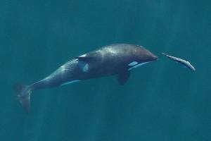 Task force to save orcas meets in Anacortes