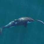 Task force to save orcas meets in Anacortes