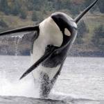 Are contaminants are killing local orcas? | Guest column
