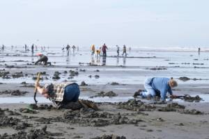 Razor’s edge: The Washington razor clam phenomenon