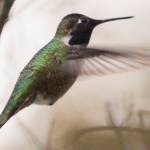 Hummingbirds are hangin’ ‘round