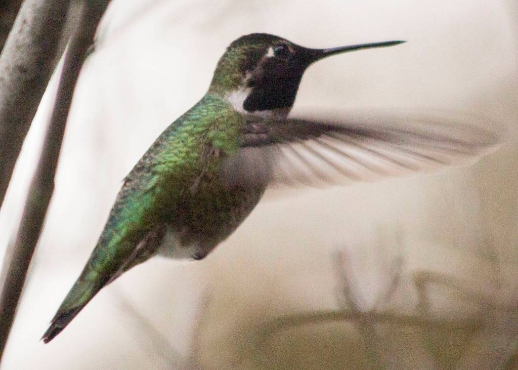 Hummingbirds are hangin’ ‘round