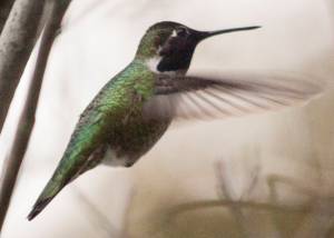 Hummingbirds are hangin’ ‘round