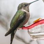 Hummingbirds are hangin’ ‘round