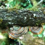 Contributed photo/Rosa Blair                                Above: Founding board members, Nunutsi Otterson, Janet Hobey and Rosa Blair. Left: The beauty of the Ihiya biological reserve.