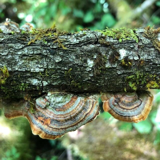 Contributed photo/Rosa Blair                                Above: Founding board members, Nunutsi Otterson, Janet Hobey and Rosa Blair. Left: The beauty of the Ihiya biological reserve.