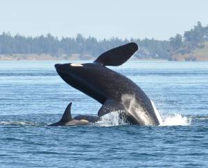 Contributed photo/ Jeanne Hyde                                A breaching Southern resident orca.