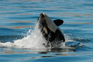 Inslee calls for $1 billion to save resident orcas and salmon