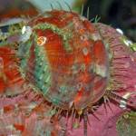 Sea snails struggle in the Salish Sea