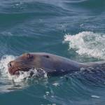 Contributed photos/Bob Friel                                Main: SeaDoc Science Director Joe Gaydos is nuzzled by a Steller sea lion while diving off Hornby Island. Above: A curious Steller sea lion makes eye contact during a dive off Hornby Island. Bottom: A curious Steller sea lion side-eyes the photographer.