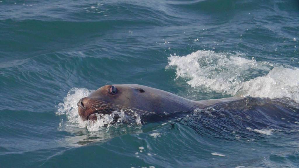 Contributed photos/Bob Friel                                Main: SeaDoc Science Director Joe Gaydos is nuzzled by a Steller sea lion while diving off Hornby Island. Above: A curious Steller sea lion makes eye contact during a dive off Hornby Island. Bottom: A curious Steller sea lion side-eyes the photographer.