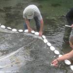 New climate connection found for declining salmon and seabirds