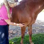 Animal acupressure demonstration at Friday Harbor Animal Shelter