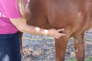 Animal acupressure demonstration at Friday Harbor Animal Shelter