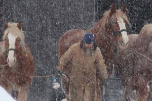 Snowy scenes