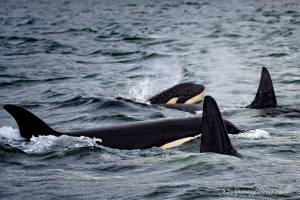 Contributed photo/Ken Rea, SpiritofOrca.com                                Puget Sounds southern resident orcas, who use echo-location to find food, would be protected by a new speed limit                                for vessels approaching the endangered species.