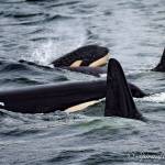 Lawmakers propose new watercraft restrictions to save southern resident orcas
