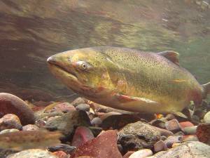 NOAA requests partnership with Fishery Management