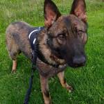 New K-9 capability in San Juan County