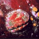 Contributed photo/seadocsociety.org                                Pinto abalone.