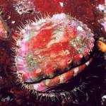 Fish and Wildlife Commission lists pinto abalone as endangered