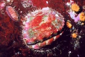 Fish and Wildlife Commission lists pinto abalone as endangered