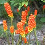 Washington State Noxious Weed Control Board/Contributed photo                                Italian Arum.
