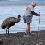 The great Orcas emu rescue
