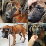 Toby just after he was rescued.