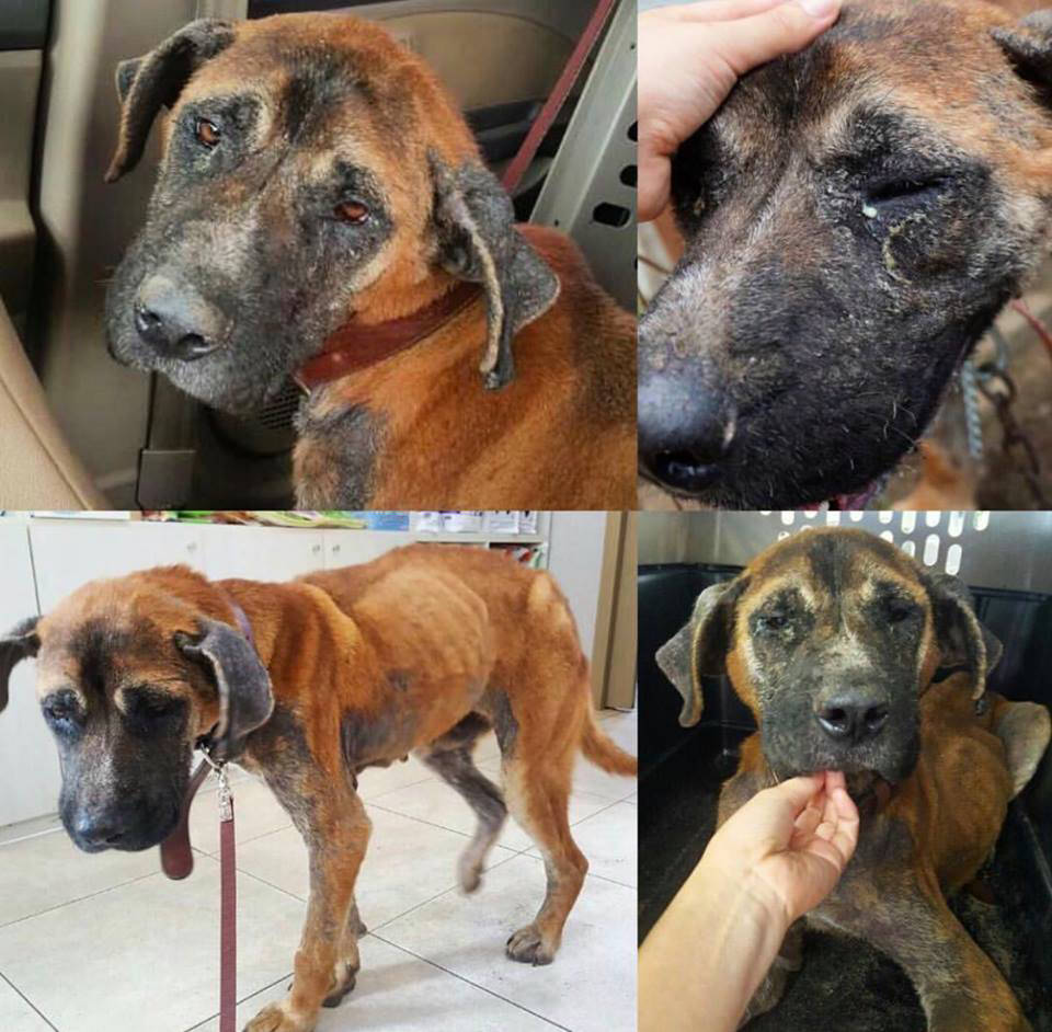 Toby just after he was rescued.