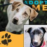 Pespi (top) and Jacky (lower right).