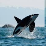 Three Southern resident orcas missing, presumed dead