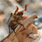 Backyard dragons, zombies and mysterious aliens