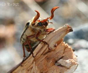 Backyard dragons, zombies and mysterious aliens