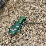 (Cyndi Brast/contributed photo)