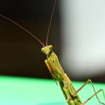 (Cyndi Brast/contributed photo)